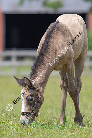 June 2022 ~MANDATORY Credit Elli Birch/Bootsandhooves- NO UNAUTHORISED USE - 07745909676