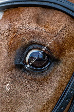 Badminton Horse Trials