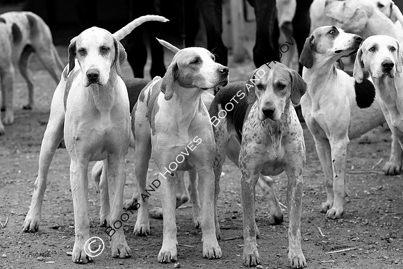 The Ledbury Hunt