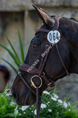 Badminton Horse Trials