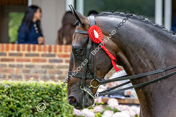 The Agria Royal International Horse Show