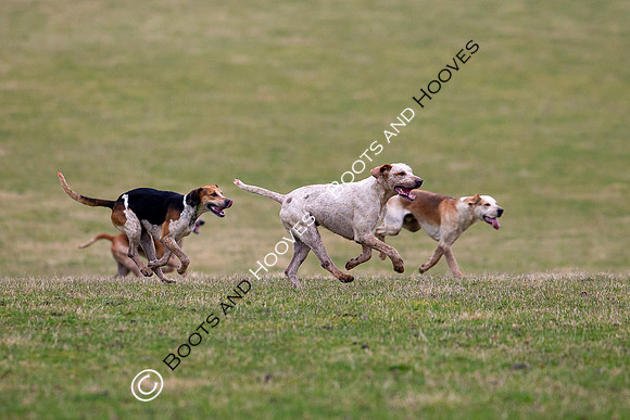 The Ledbury Hunt