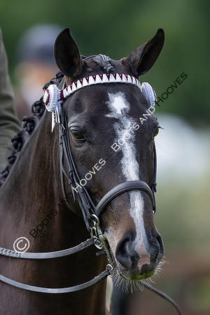 Royal Windsor Horse Show