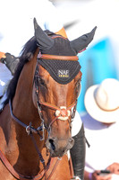 FEI Junior European Championship Young Riders, Juniors & Childre