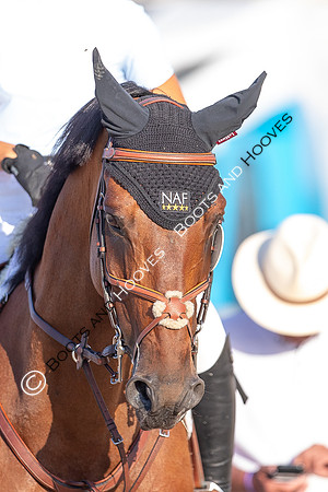 FEI Junior European Championship Young Riders, Juniors & Childre