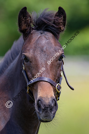 June 2022 ~MANDATORY Credit Elli Birch/Bootsandhooves- NO UNAUTHORISED USE - 07745909676