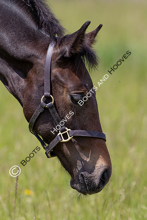 June 2022 ~MANDATORY Credit Elli Birch/Bootsandhooves- NO UNAUTHORISED USE - 07745909676