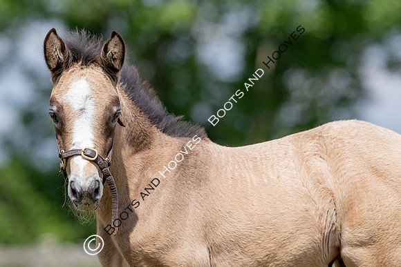 June 2022 ~MANDATORY Credit Elli Birch/Bootsandhooves- NO UNAUTHORISED USE - 07745909676