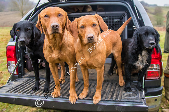 Dines Hall Game Shoot. 23/01/2019 ~ MANDATORY Credit Nick Gunn/Bootsandhooves - NO UNAUTHORISED USE - 07745 909676
