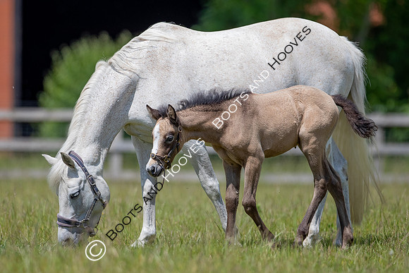 June 2022 ~MANDATORY Credit Elli Birch/Bootsandhooves- NO UNAUTHORISED USE - 07745909676