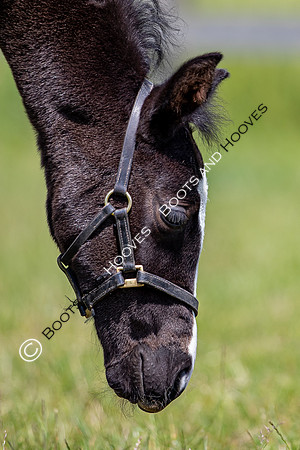 June 2022 ~MANDATORY Credit Elli Birch/Bootsandhooves- NO UNAUTHORISED USE - 07745909676
