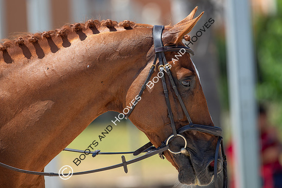 FEI Junior European Championship Young Riders, Juniors & Childre