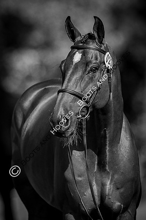 Blenheim Palace International Horse Trials