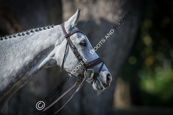 Blenheim Palace International Horse Trials