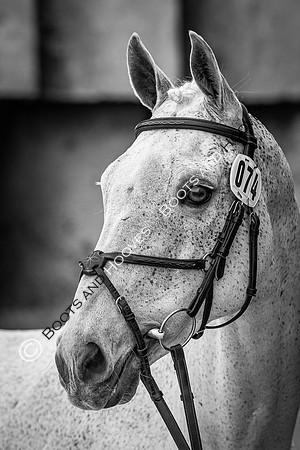 Badminton Horse Trials