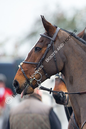 essex Hunt. Easton Harriers. Hunting. ~ MANDATORY Credit Elli Birch/Bootsandhooves - NO UNAUTHORISED USE - 07745 909676