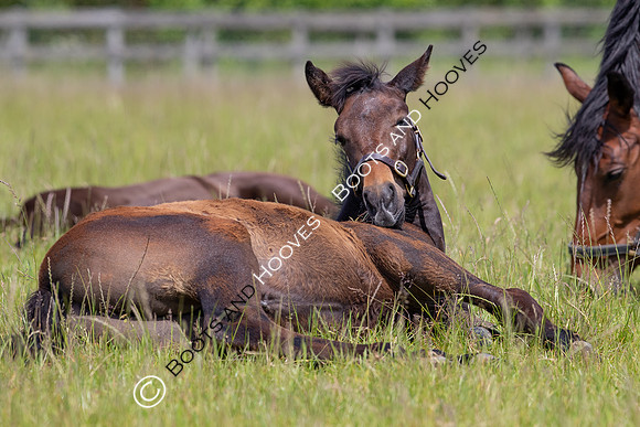 June 2022 ~MANDATORY Credit Elli Birch/Bootsandhooves- NO UNAUTHORISED USE - 07745909676