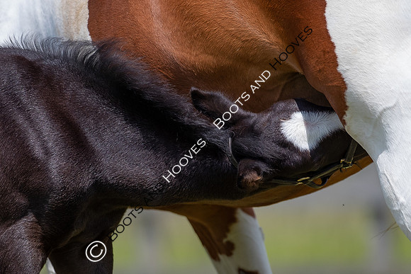 June 2022 ~MANDATORY Credit Elli Birch/Bootsandhooves- NO UNAUTHORISED USE - 07745909676