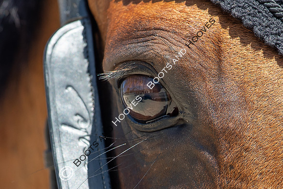 FEI Junior European Championship Young Riders, Juniors & Childre