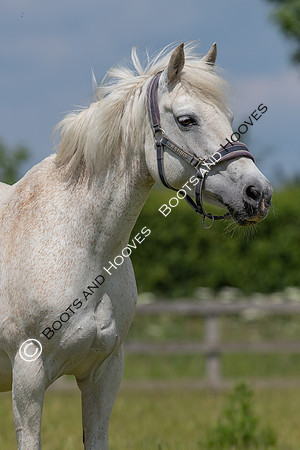 June 2022 ~MANDATORY Credit Elli Birch/Bootsandhooves- NO UNAUTHORISED USE - 07745909676