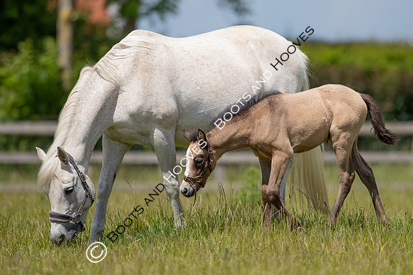 June 2022 ~MANDATORY Credit Elli Birch/Bootsandhooves- NO UNAUTHORISED USE - 07745909676