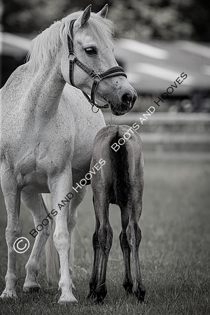 June 2022 ~MANDATORY Credit Elli Birch/Bootsandhooves- NO UNAUTHORISED USE - 07745909676