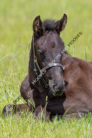 June 2022 ~MANDATORY Credit Elli Birch/Bootsandhooves- NO UNAUTHORISED USE - 07745909676