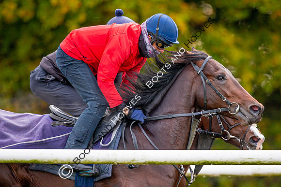 Newmarket