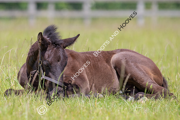 June 2022 ~MANDATORY Credit Elli Birch/Bootsandhooves- NO UNAUTHORISED USE - 07745909676