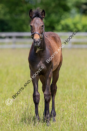 June 2022 ~MANDATORY Credit Elli Birch/Bootsandhooves- NO UNAUTHORISED USE - 07745909676