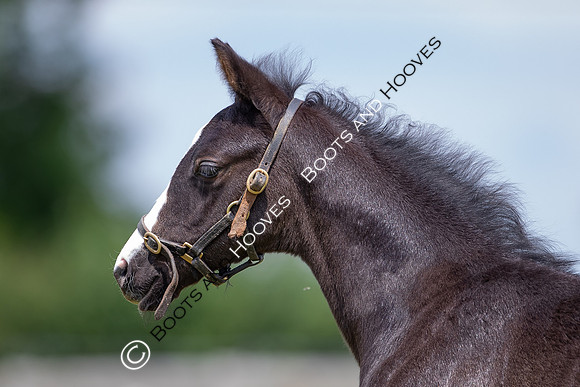 June 2022 ~MANDATORY Credit Elli Birch/Bootsandhooves- NO UNAUTHORISED USE - 07745909676