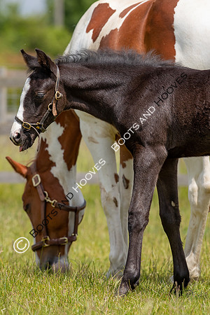 June 2022 ~MANDATORY Credit Elli Birch/Bootsandhooves- NO UNAUTHORISED USE - 07745909676