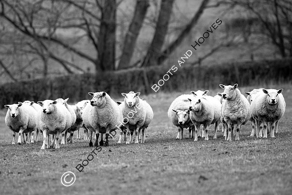 The Ledbury Hunt