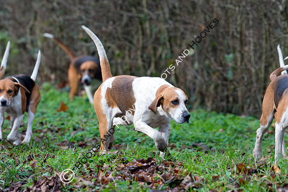 Easton Harriers. Hunting. 23/01/2019 ~ MANDATORY Credit Elli Birch/Bootsandhooves - NO UNAUTHORISED USE - 07745 909676