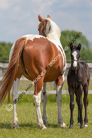 June 2022 ~MANDATORY Credit Elli Birch/Bootsandhooves- NO UNAUTHORISED USE - 07745909676