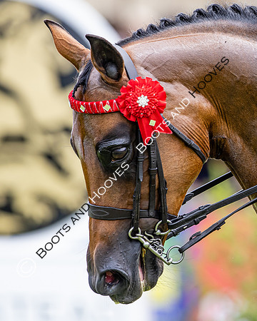 The Agria Royal International Horse Show