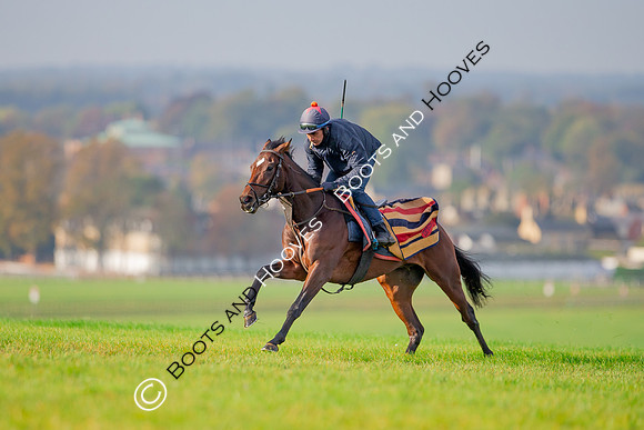 Newmarket