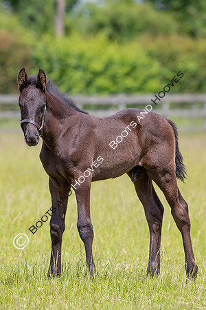 June 2022 ~MANDATORY Credit Elli Birch/Bootsandhooves- NO UNAUTHORISED USE - 07745909676