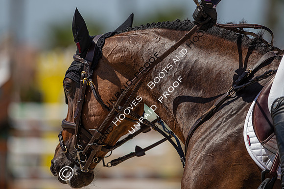 FEI Junior European Championship Young Riders, Juniors & Childre
