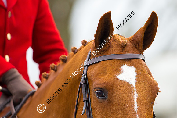 essex Hunt. Easton Harriers. Hunting. ~ MANDATORY Credit Elli Birch/Bootsandhooves - NO UNAUTHORISED USE - 07745 909676