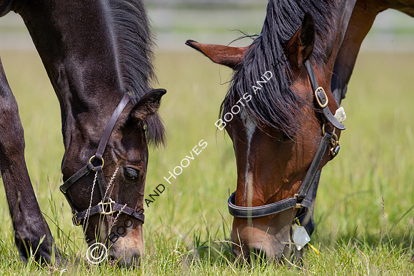 June 2022 ~MANDATORY Credit Elli Birch/Bootsandhooves- NO UNAUTHORISED USE - 07745909676