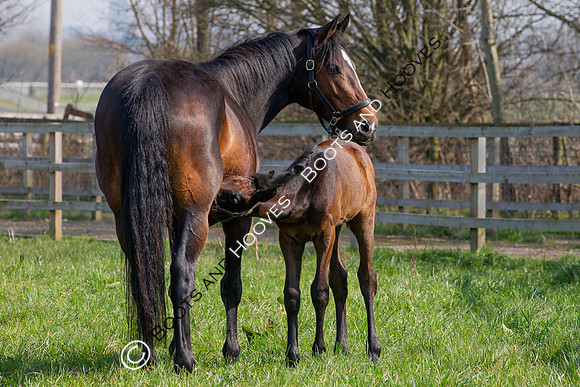 ~ MANDATORY Credit Elli Birch/Bootsandhooves- NO UNAUTHORISED USE - 07745909676
