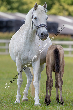 June 2022 ~MANDATORY Credit Elli Birch/Bootsandhooves- NO UNAUTHORISED USE - 07745909676
