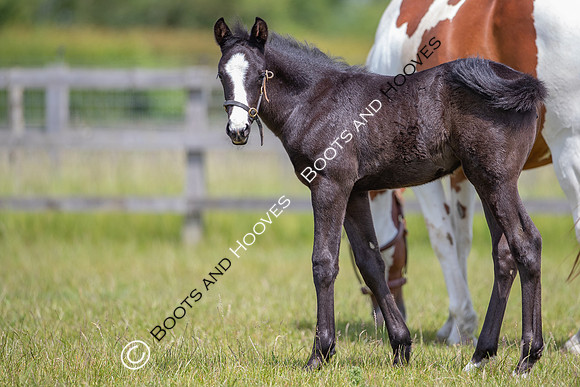 June 2022 ~MANDATORY Credit Elli Birch/Bootsandhooves- NO UNAUTHORISED USE - 07745909676