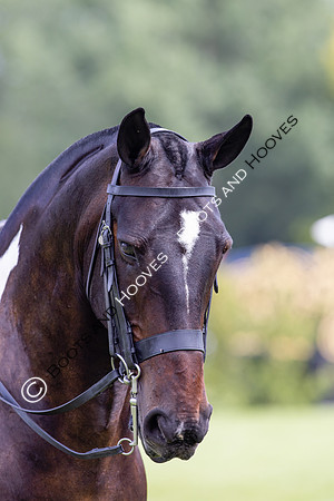 The Agria Royal International Horse Show