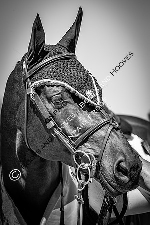 FEI Junior European Championship Young Riders, Juniors & Childre