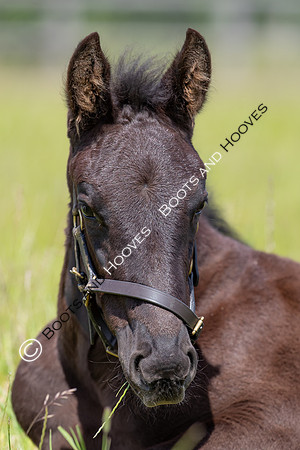 June 2022 ~MANDATORY Credit Elli Birch/Bootsandhooves- NO UNAUTHORISED USE - 07745909676