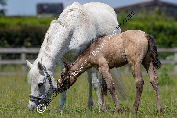 June 2022 ~MANDATORY Credit Elli Birch/Bootsandhooves- NO UNAUTHORISED USE - 07745909676