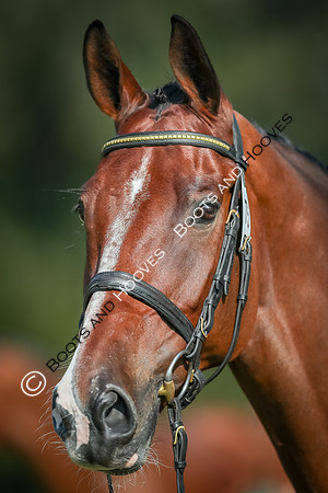Blenheim Palace International Horse Trials
