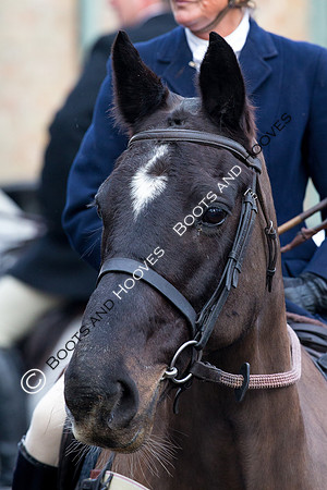 Easton Harriers. Hunting. 23/01/2019 ~ MANDATORY Credit Elli Birch/Bootsandhooves - NO UNAUTHORISED USE - 07745 909676